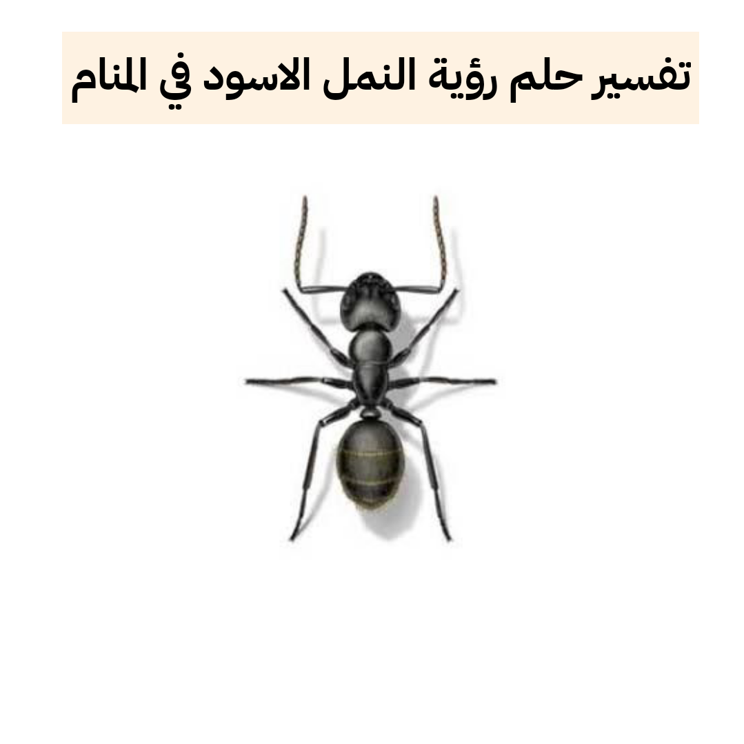 تفسير حلم رؤية النمل الاسود في المنام لابن سيرين والنابلسي