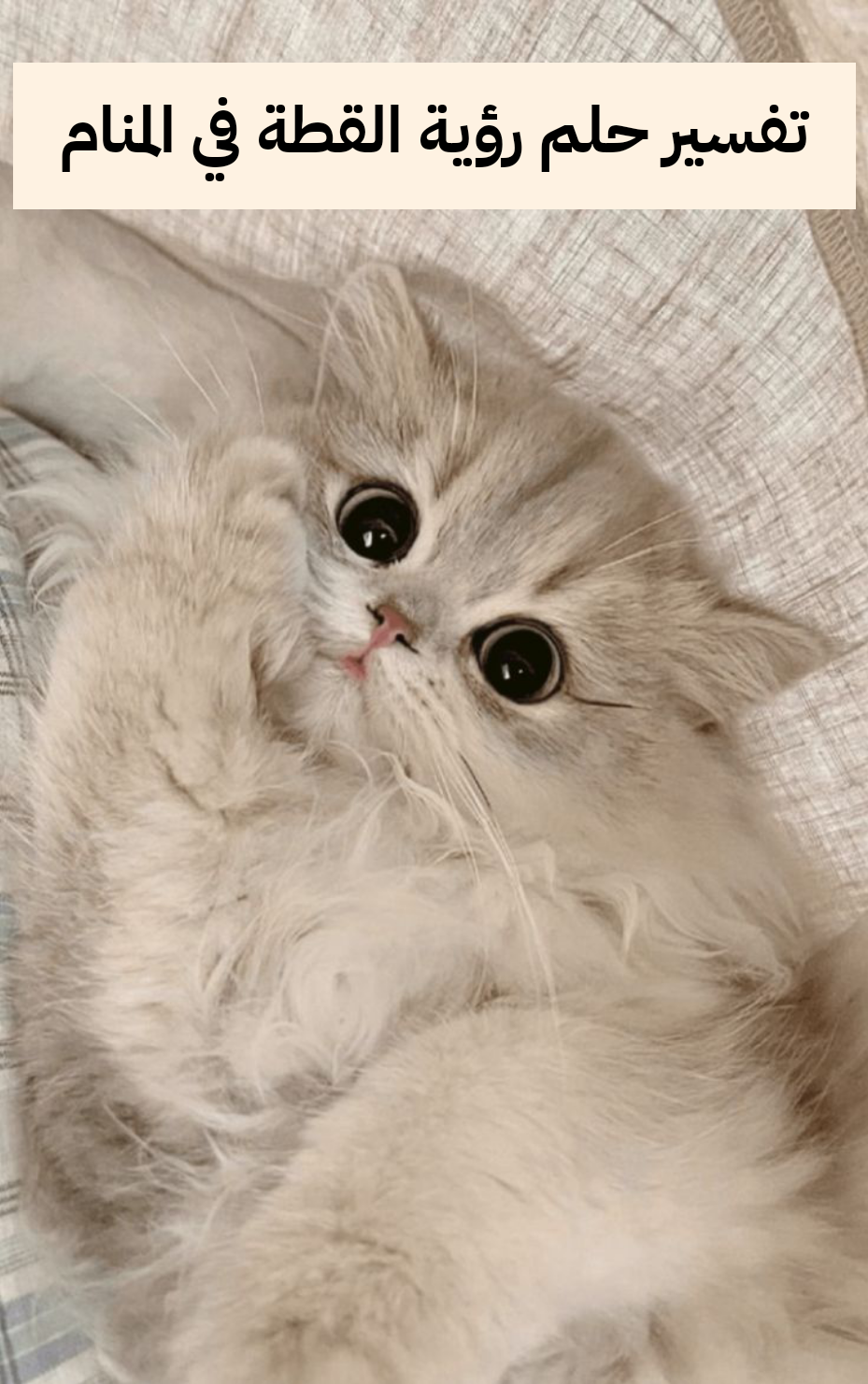 تفسير حلم رؤية القطة في المنام لابن سيرين