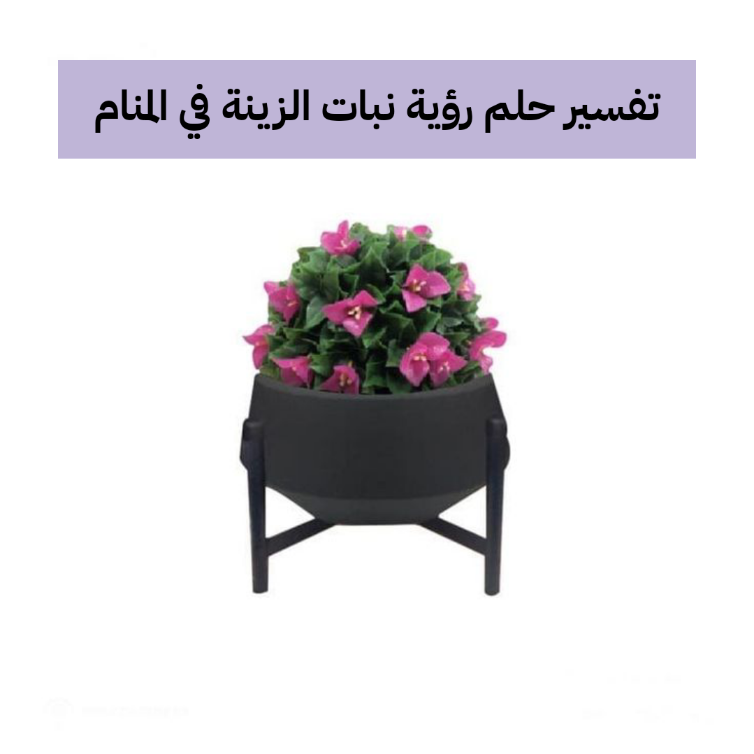 تفسير حلم رؤية نبات الزينة في المنام لابن سيرين للمرأة