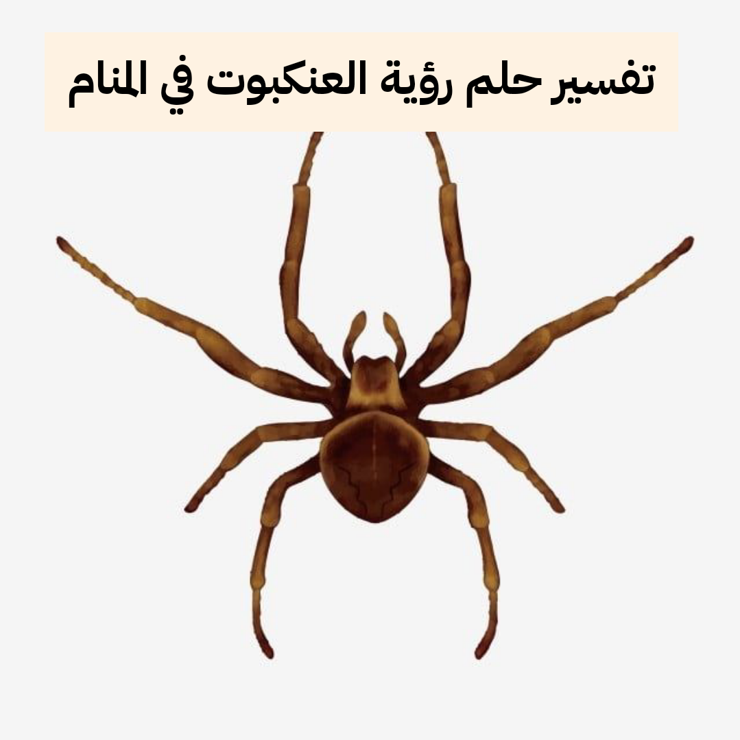 تفسير حلم رؤية العنكبوت في المنام