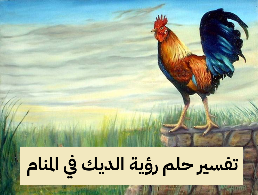 تفسير حلم رؤية الديك في المنام لابن سيرين
