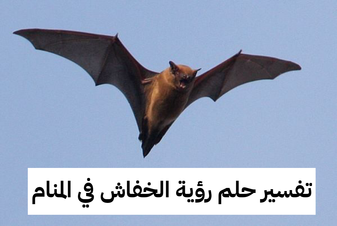 تفسير حلم رؤية الخفاش في المنام لابن سيرين