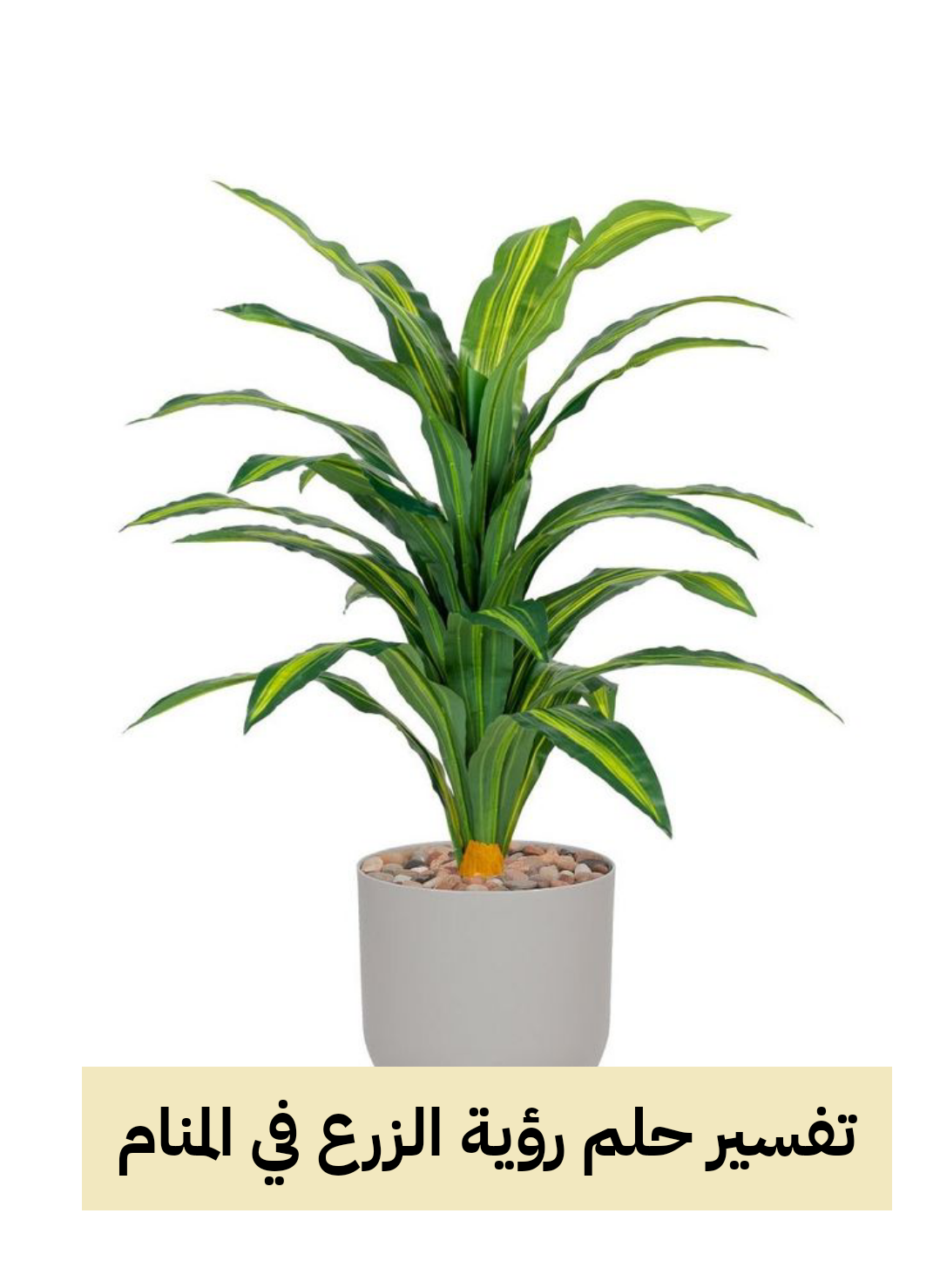 تفسير حلم رؤية الزرع في المنام