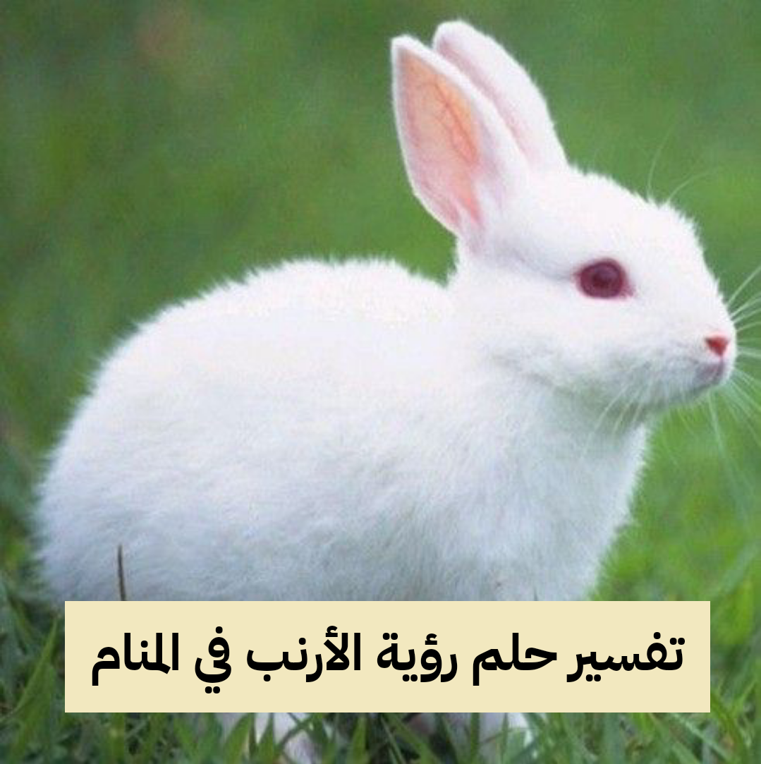 تفسير حلم رؤية الأرنب في المنام للمرأة والرجل