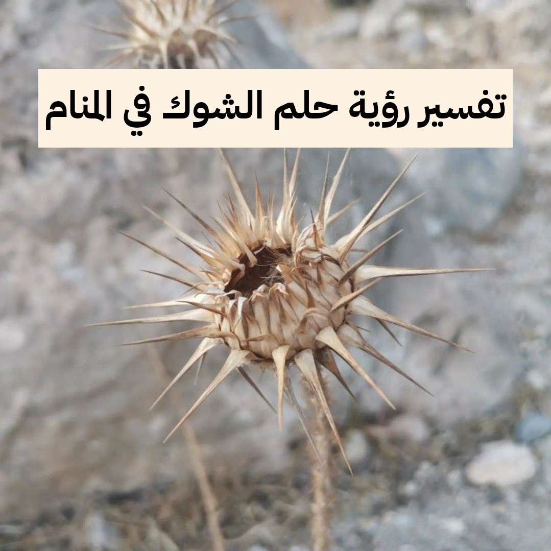 تفسير رؤية حلم الشوك في المنام .. أزمات وإستقرار عاطفي