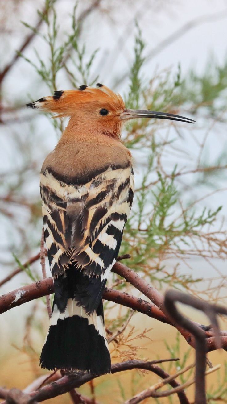 تفسير رؤية الهدهد في المنام