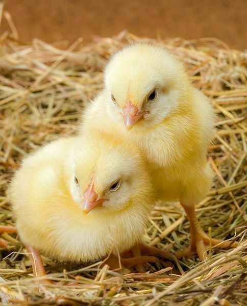 تفسير حلم الكتاكيت في المنام