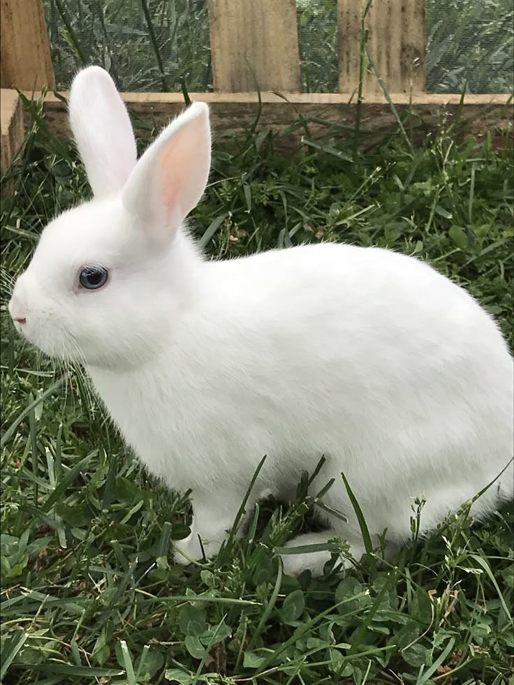 تفسير رؤية الأرنب في المنام