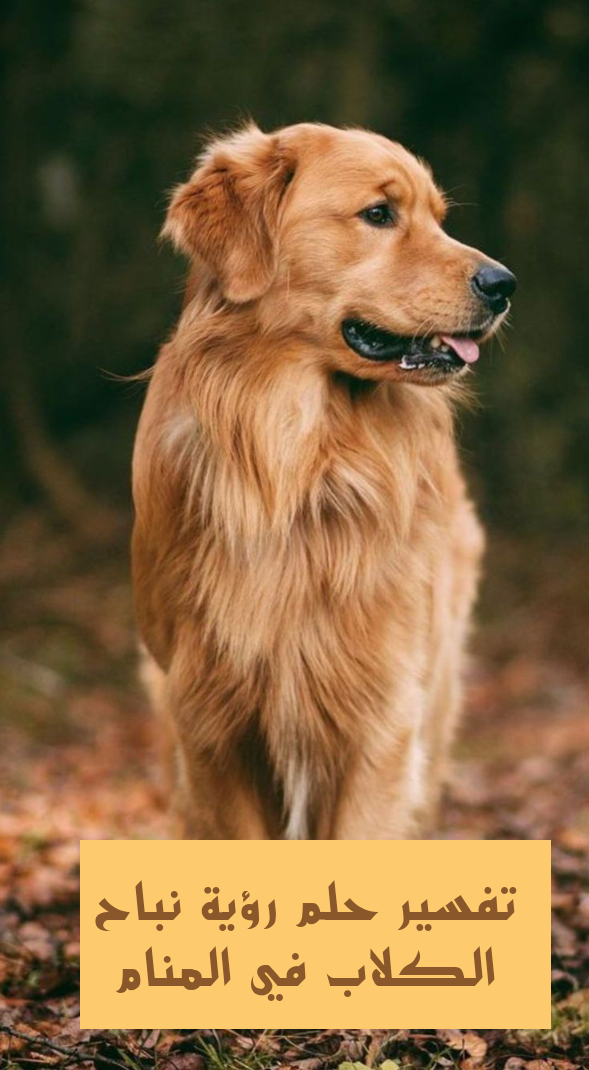 تفسير حلم رؤية نباح الكلاب في المنام