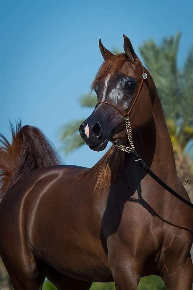 تفسير حلم الحصان في المنام