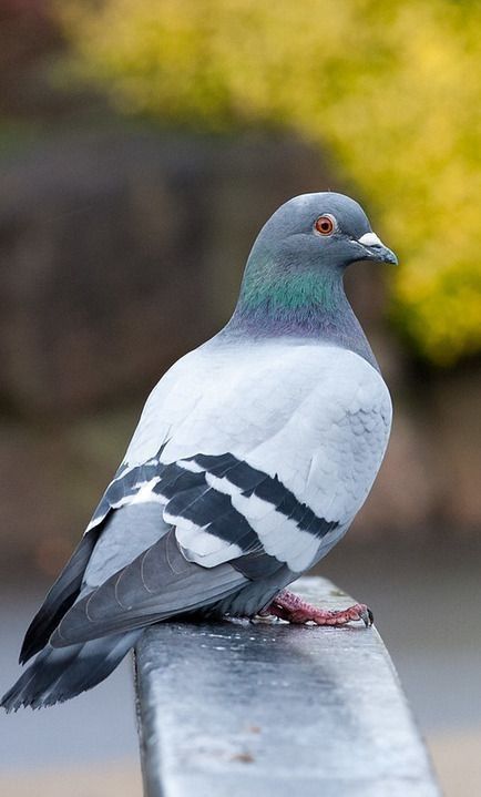 تفسير رؤية الحمام في المنام