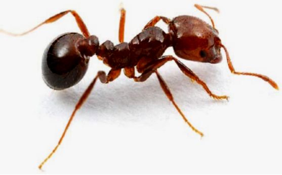 تفسير رؤية النمل في الحلم