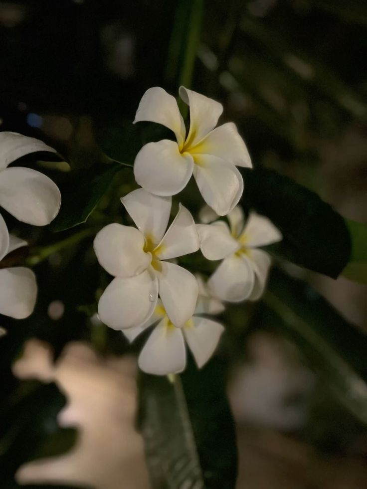 تفسير حلم الياسمين في المنام