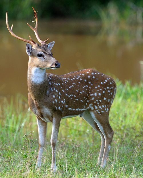 تفسير رؤية الغزال في المنام