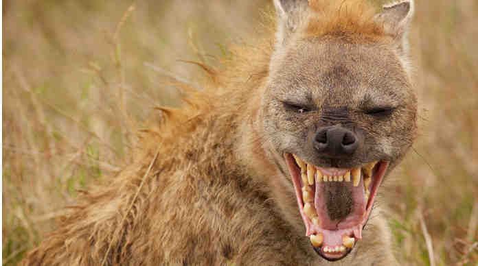 تفسير حلم الضبع