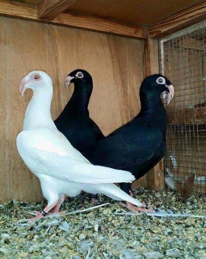 تفسير رؤية الحمام في المنام