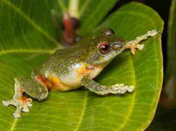 تفسير رؤية الضفدع في البيت