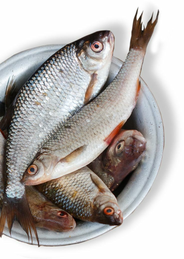 تفسير حلم السمك النيئ