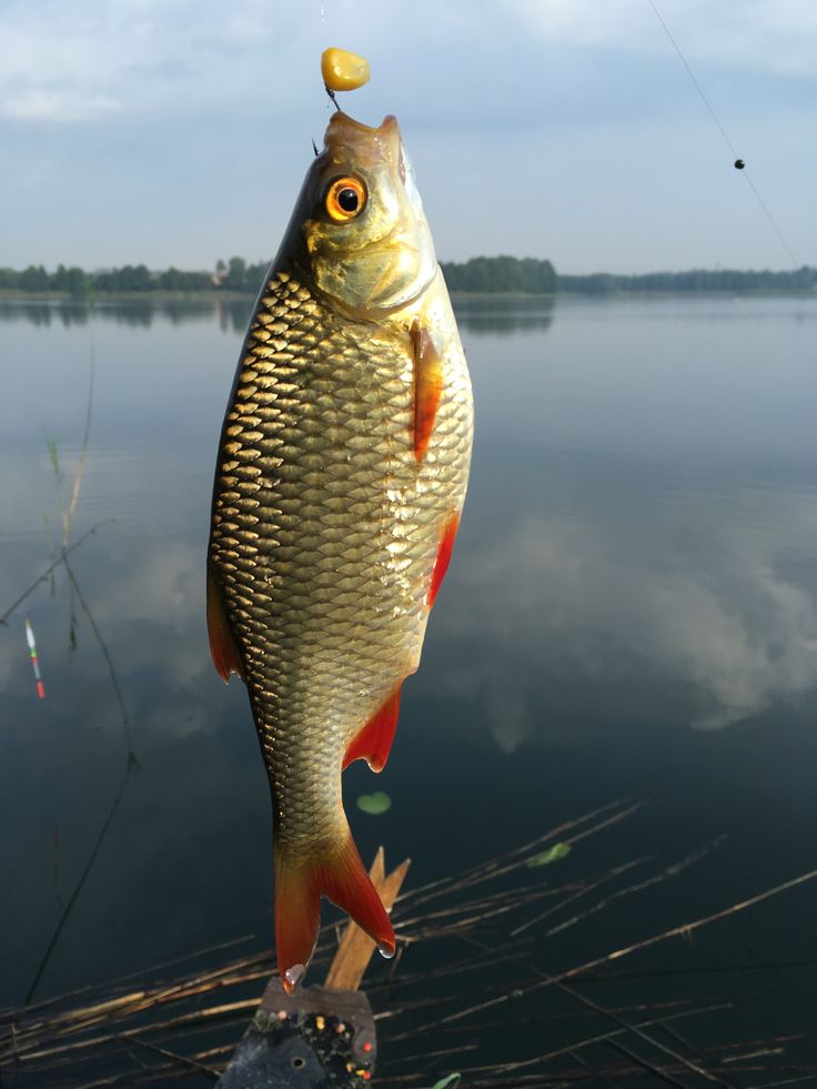 تفسير رؤية صيد السمك في المنام