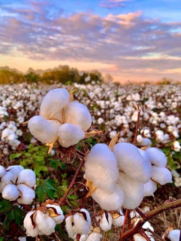 تفسير رؤية القطن في المنام