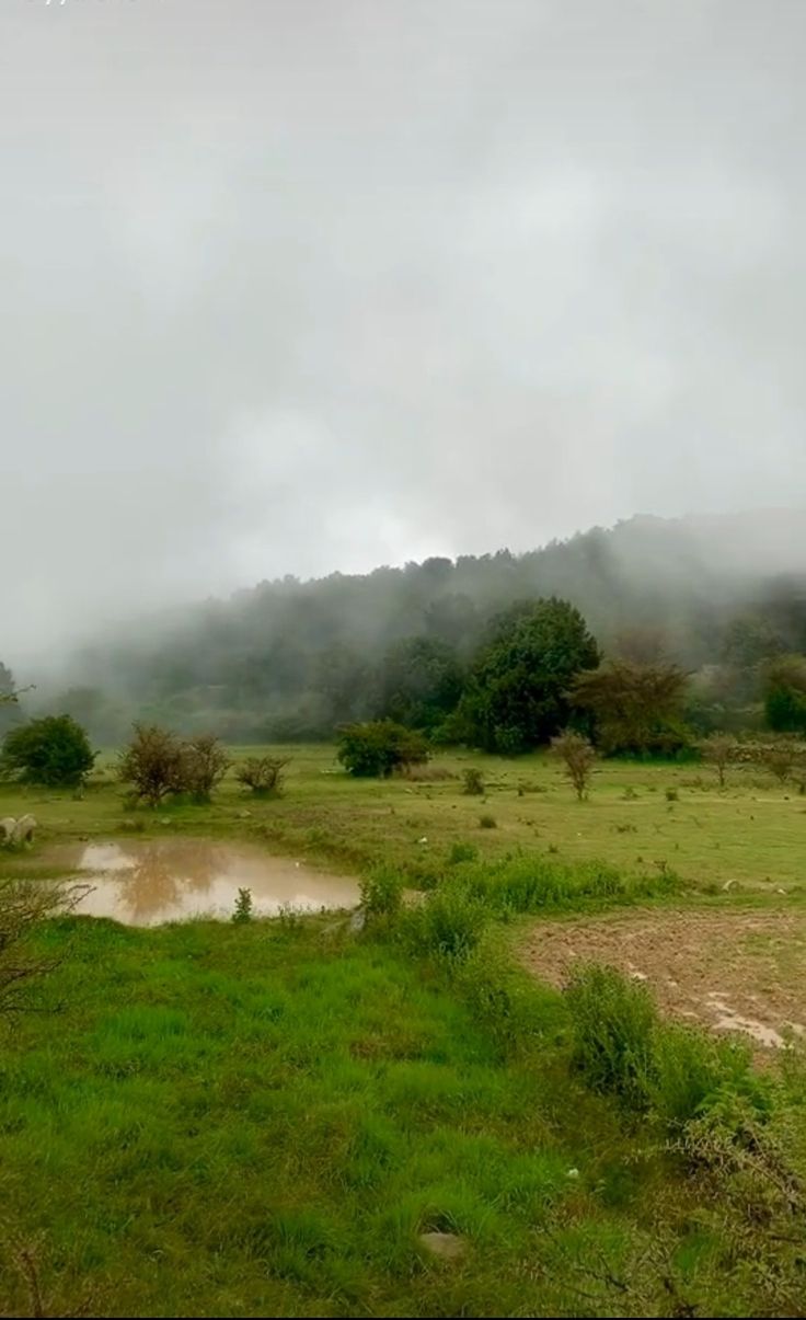 تفسير حلم الضباب