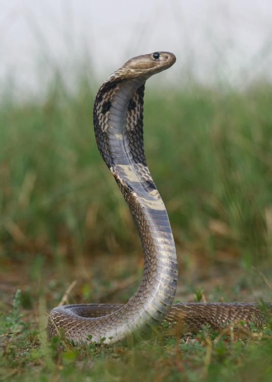 تفسير حلم لدغة الثعبان ودلالاته النفسية