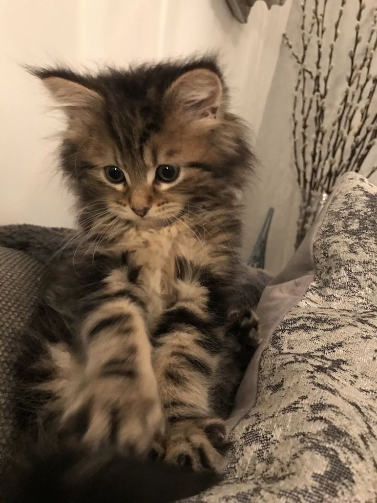 تفسير رؤية القطط في المنام