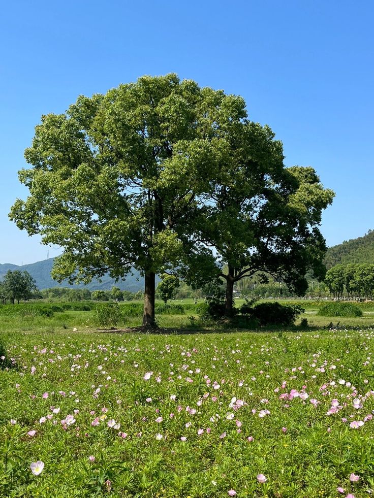 تفسير رؤية الأشجار في المنام