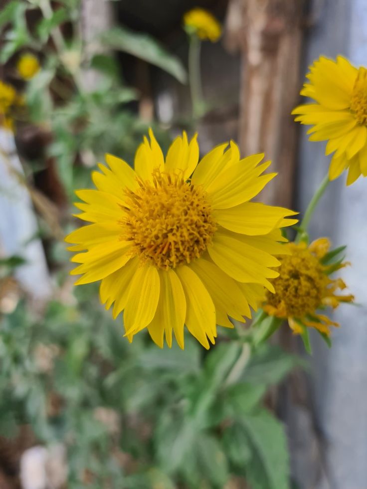 تفسير حلم اللون الأصفر في المنام