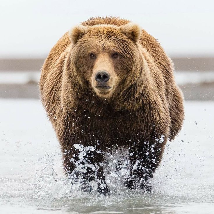 تفسير حلم الدم في المنام