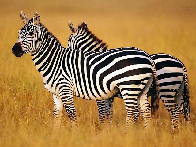 تفسير رؤية الحمار الوحشي في المنام