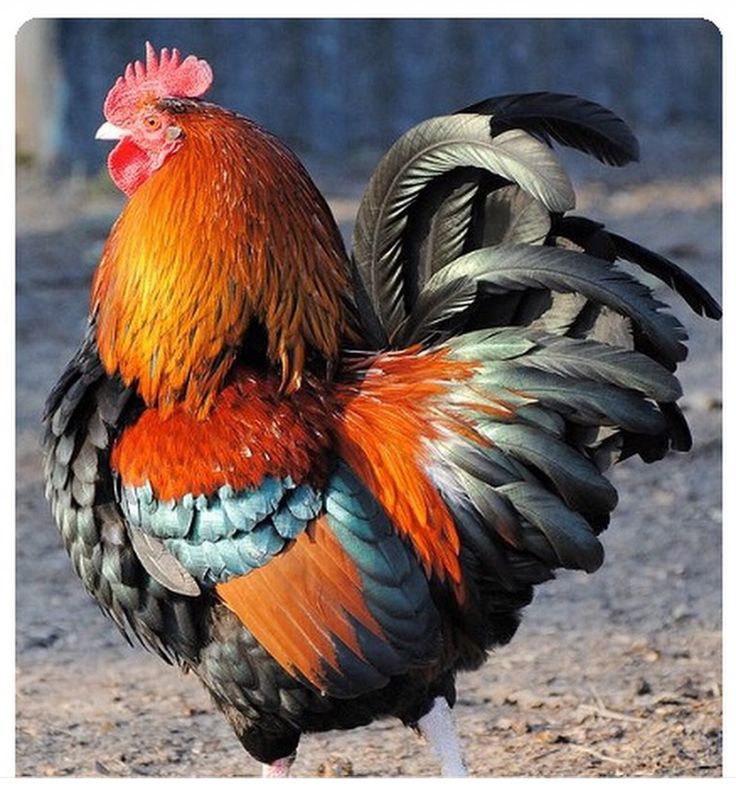 تفسير رؤية الديك في المنام