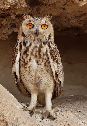 تفسير حلم البومة في المنام