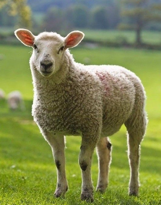 تفسير رؤية الخروف في المنام