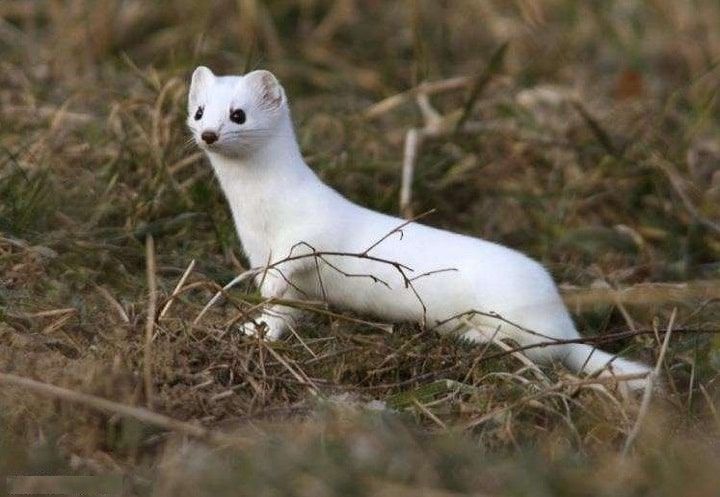 تفسير حلم العرسة في المنام