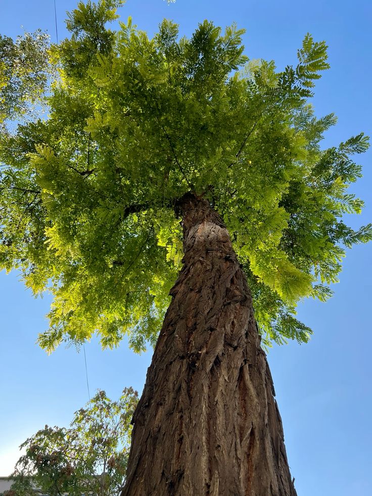 تفسير حلم الأشجار في المنام