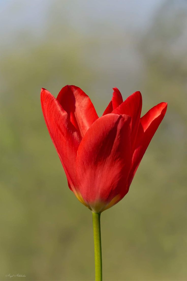 تفسير اللون الأحمر في المنام