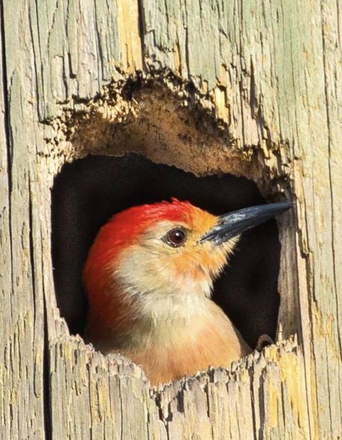 تفسير رؤية الخشب في المنام