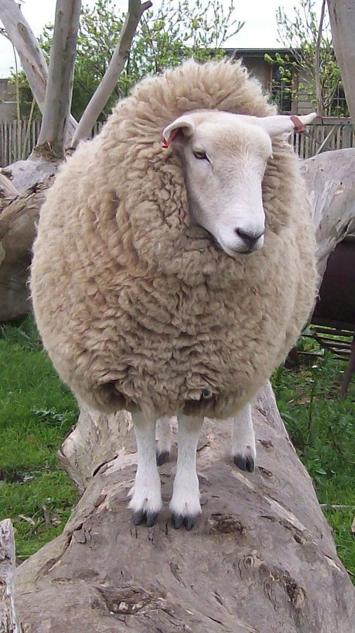 تفسير رؤية الكبش في المنام