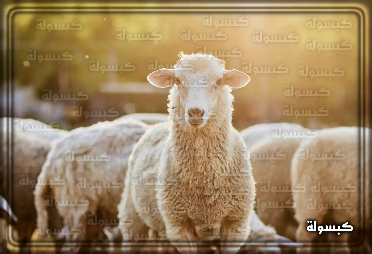 تفسير حلم رؤية الخرفان البيض الصغيرة في المنام خراف بيضاء صغيرة في مرج أخضر ترمز إلى النقاء في تفسير الأحلام