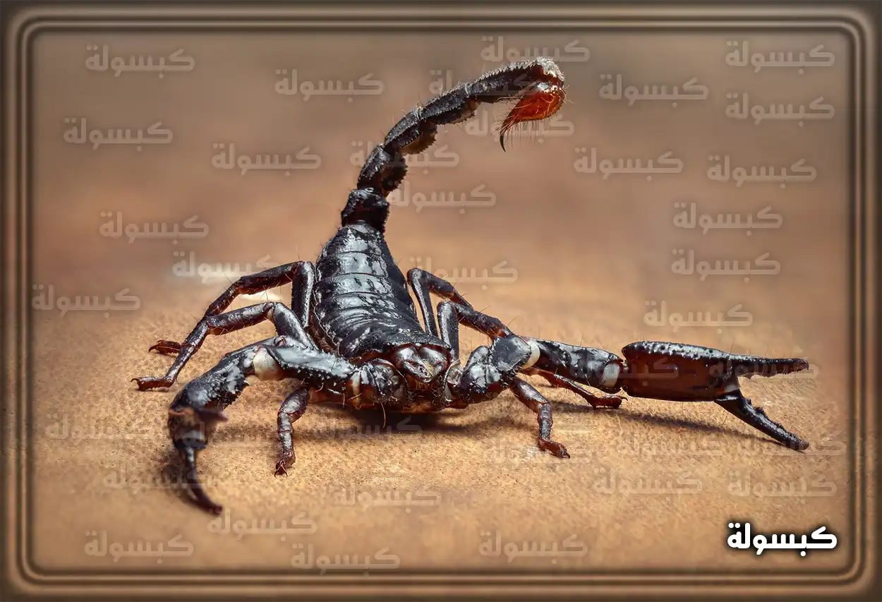 تفسير حلم رؤية العقرب في المنام عقرب في الصحراء يرمز لتفسير الأحلام