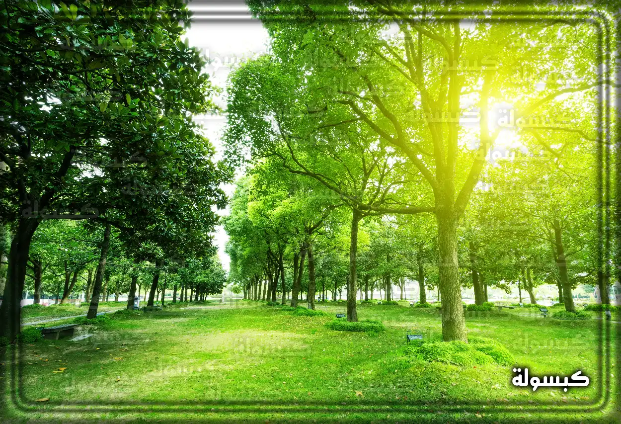 تفسير رؤية حلم الأشجار في المنام تحليل رمزي لرؤية الأشجار الخضراء في الحلم