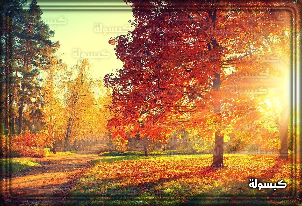 رمزية قطع الأشجار في المنام وتأويلاتها النفسية