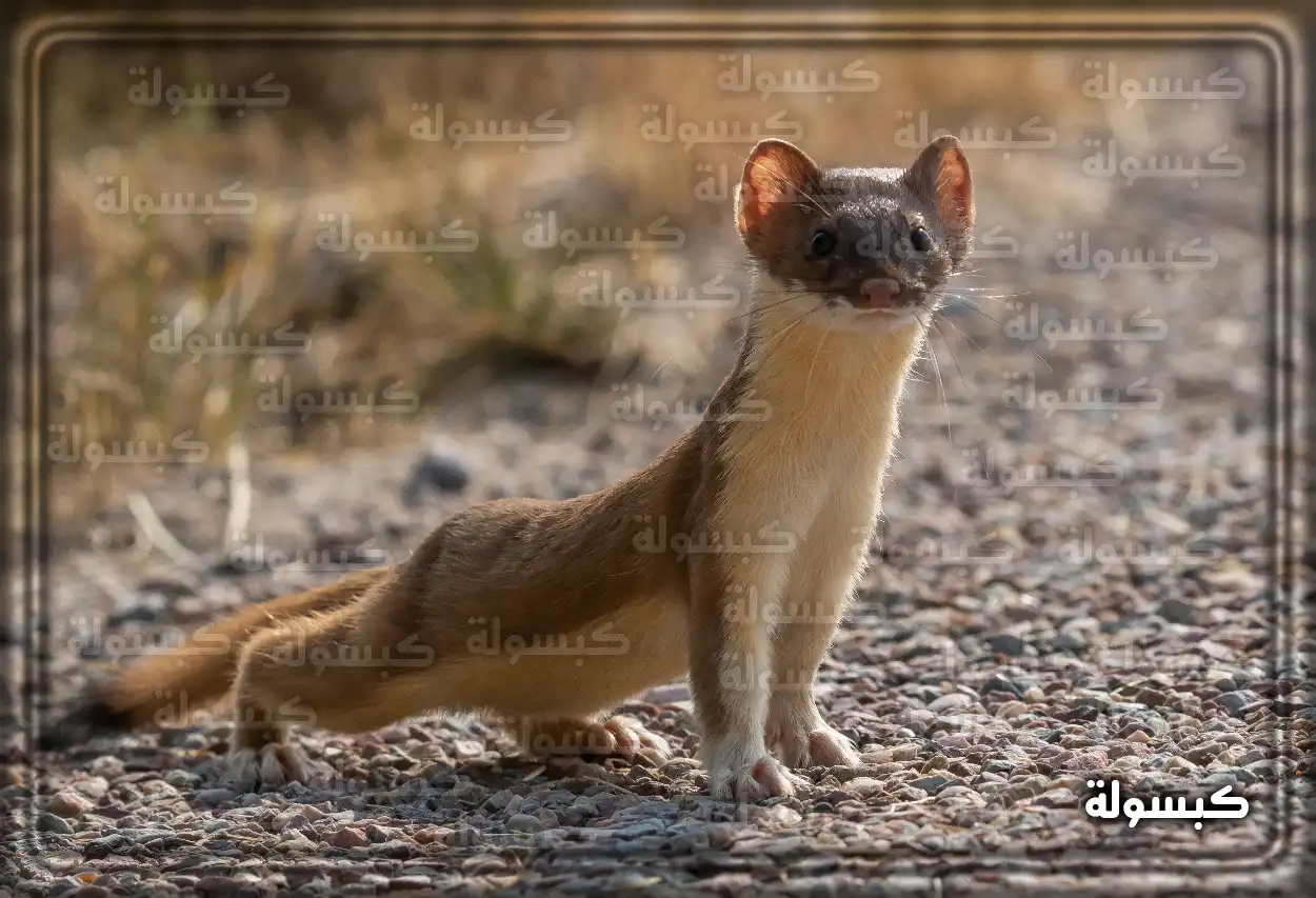 تفسير رؤية حلم العرسة في المنام تفسير حلم العرسة للرجل والشاب الأعزب