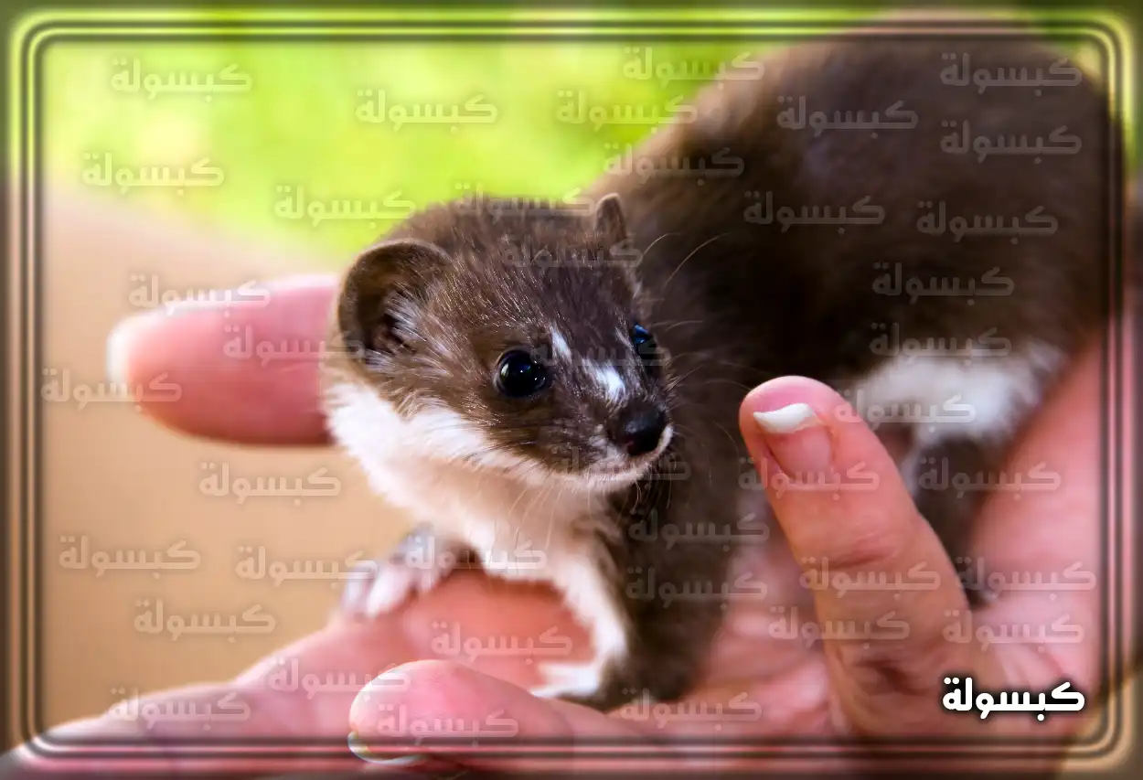 تفسير رؤية حلم العرسة في المنام تفسير رؤية العرسة في الحلم ودلالاتها الرمزية