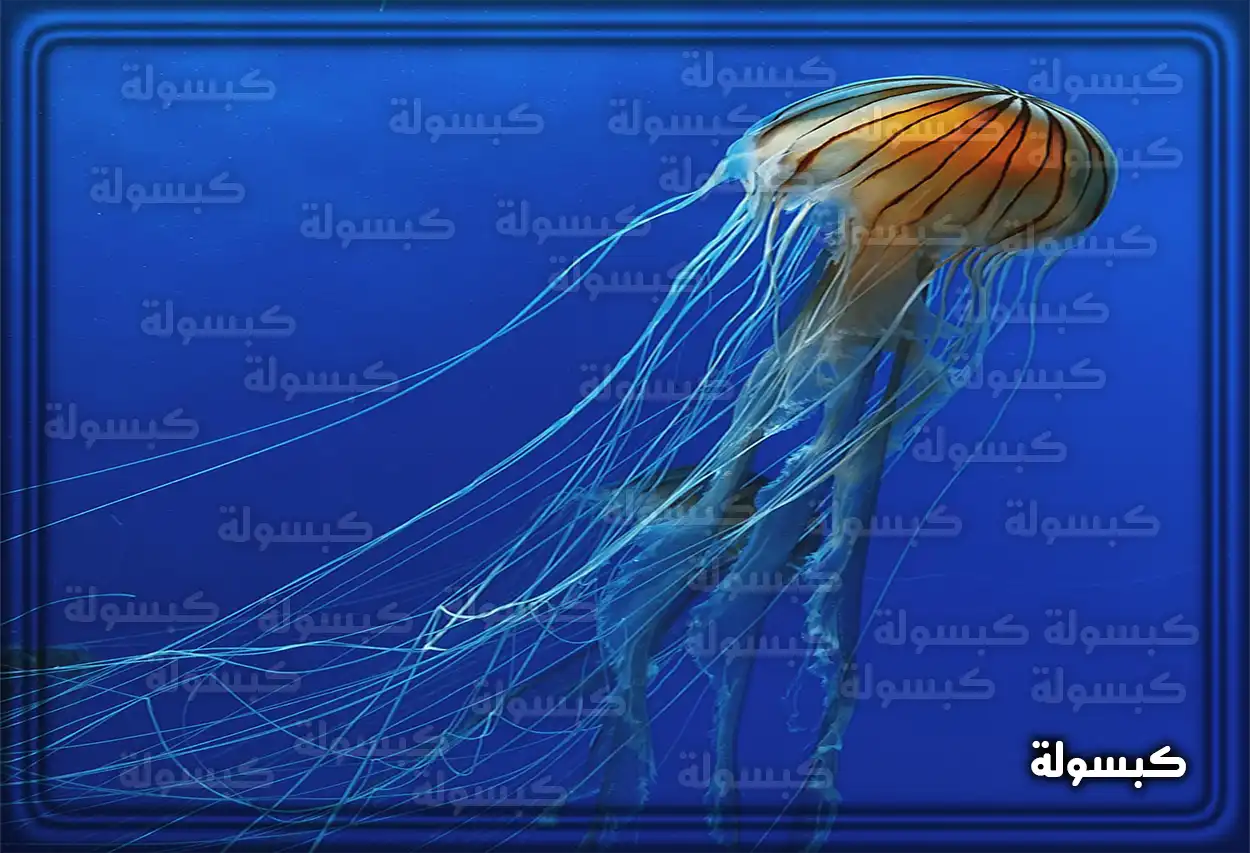 تفسير رؤية حلم قنديل البحر في المنام مجموعة من قناديل البحر تسبح في البحر