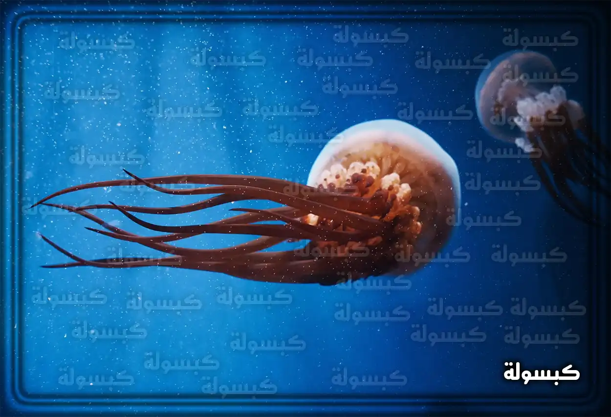 تفسير رؤية حلم قنديل البحر في المنام لقطة مقربة لقنديل بحر شفاف في الماء