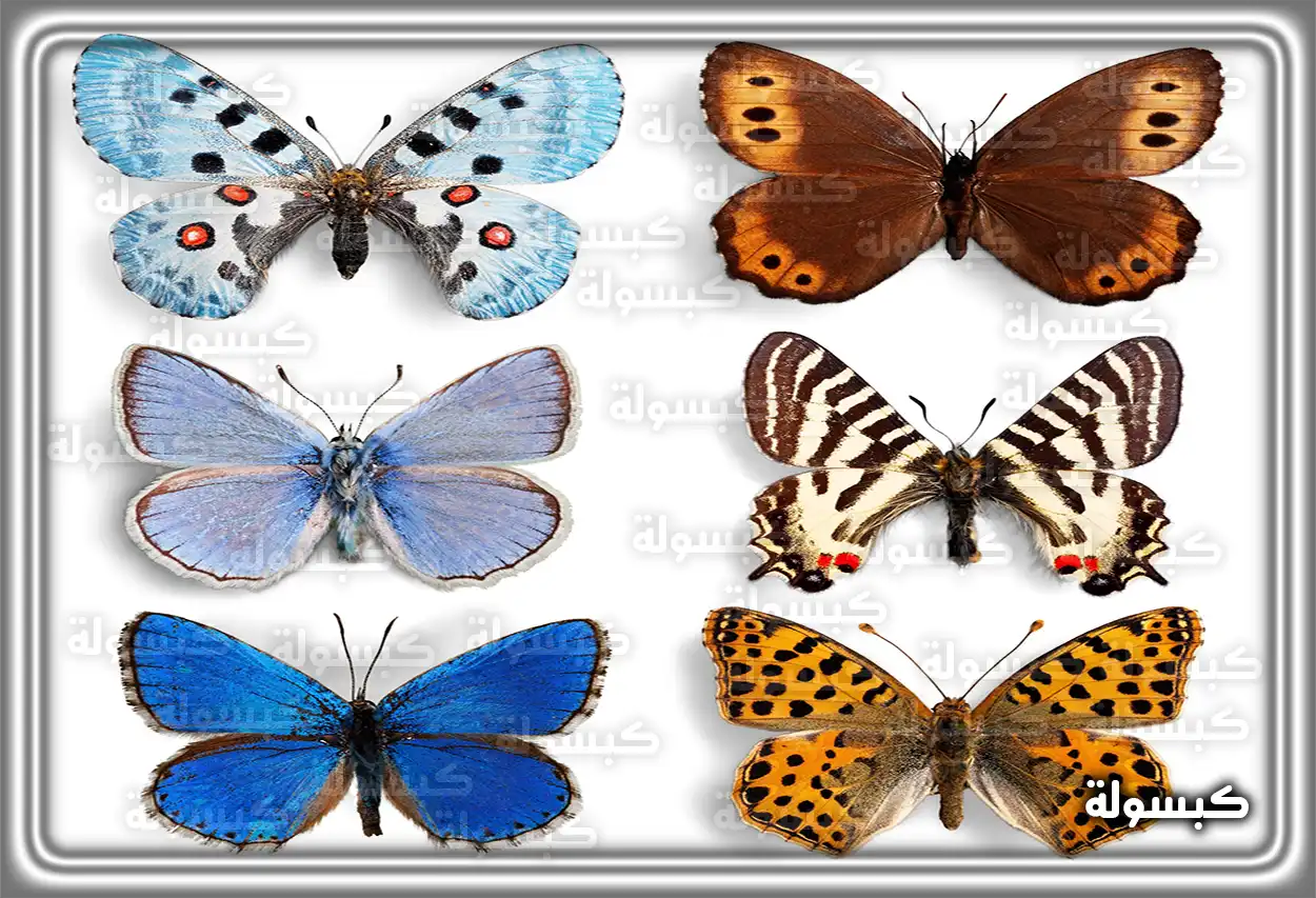 تفسير رؤية حلم الفراشة في المنام