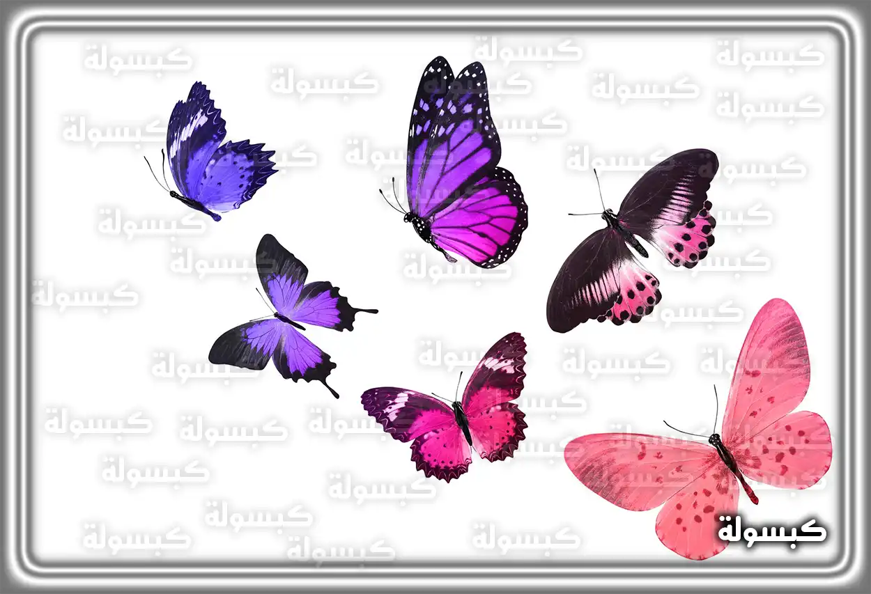 تفسير رؤية حلم الفراشة في المنام