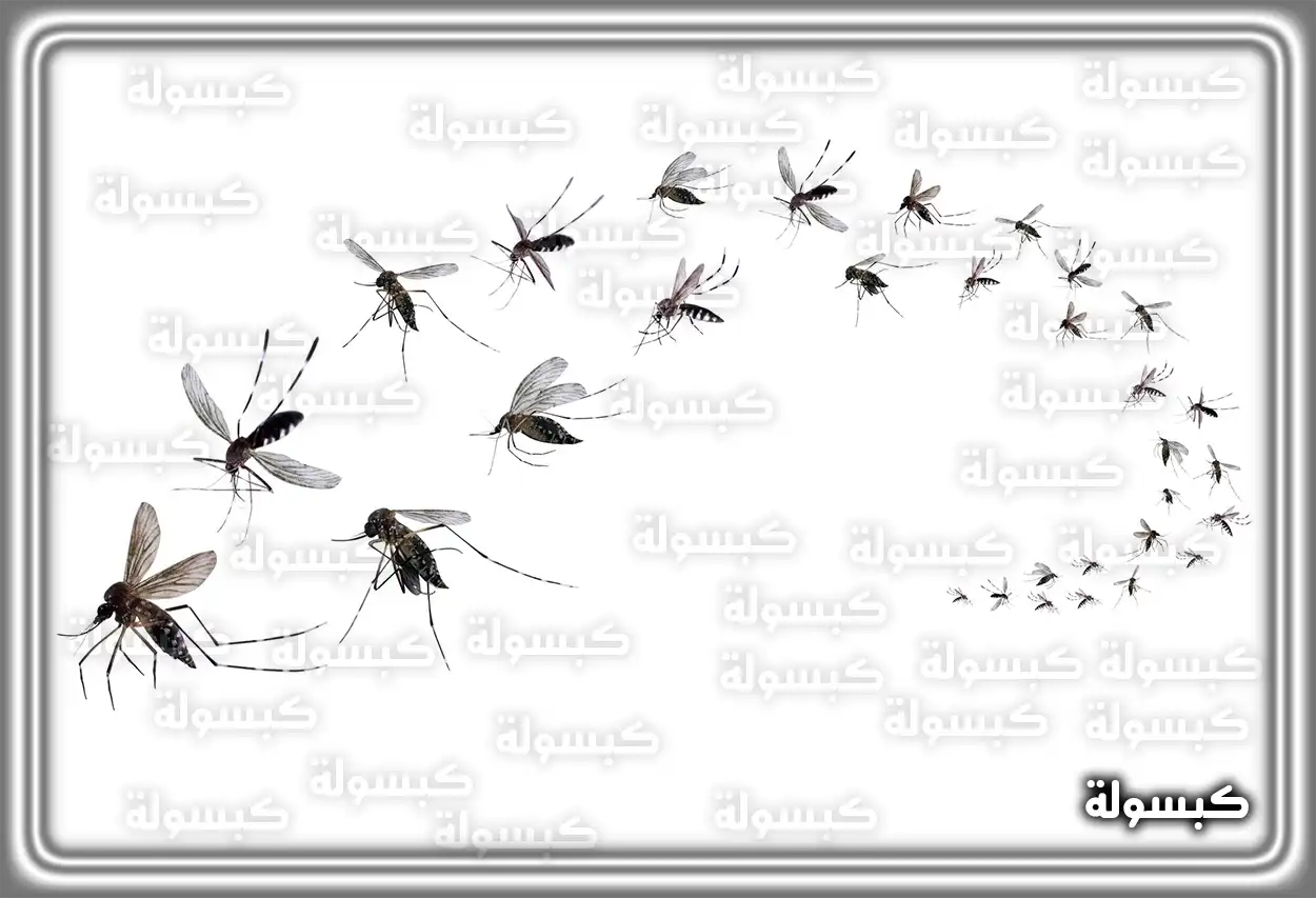 تفسير رؤية حلم البعوض في المنام تفسير رؤية حلم البعوض في المنام